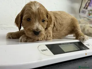 Cockapoo dogs Last 2 F1 cockapoos health tested parents - Advert 11