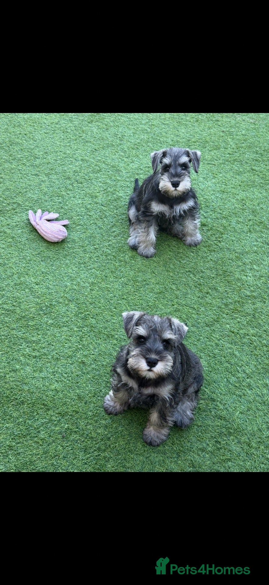 Miniature Schnauzer dogs 3 beautiful pups available  - Advert 5