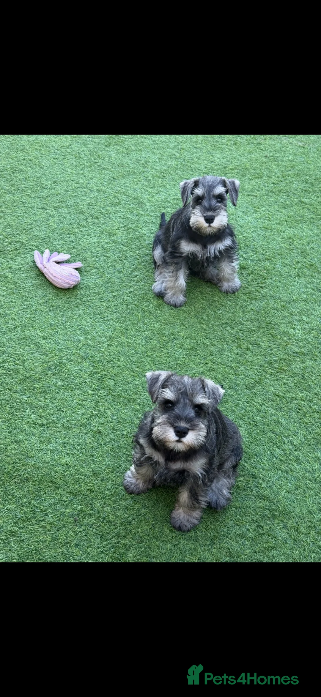 Miniature Schnauzer dogs for sale: 3 beautiful pups available  in Newton Aycliffe - Advert 1