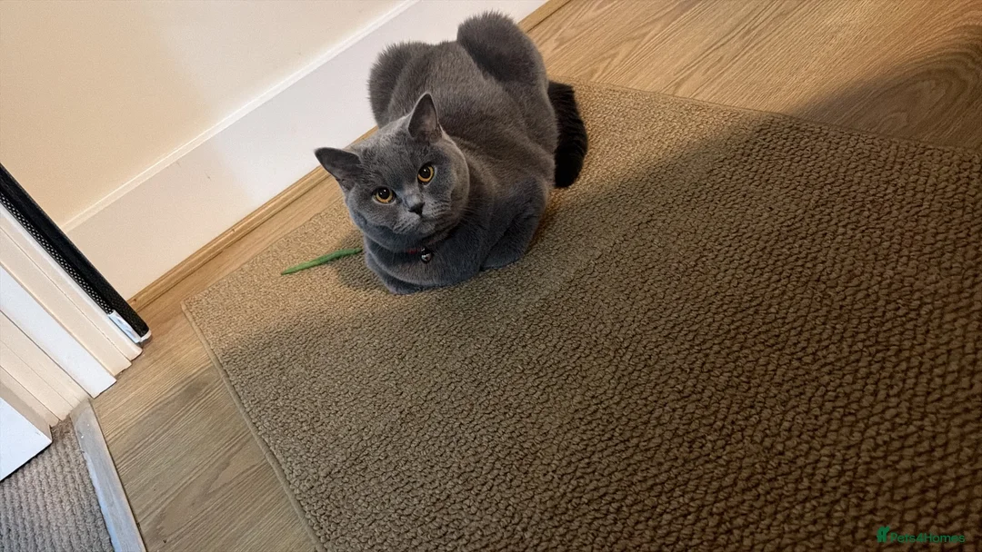 British Shorthair cats for sale: Last 3 BSH kittens available of a litter of 5  - Advert 2