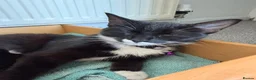 Mixed Breed cats for sale: Single Male Kitten  - Advert 6