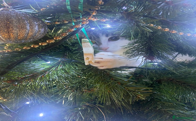 Domestic Shorthair cats - Advert 1