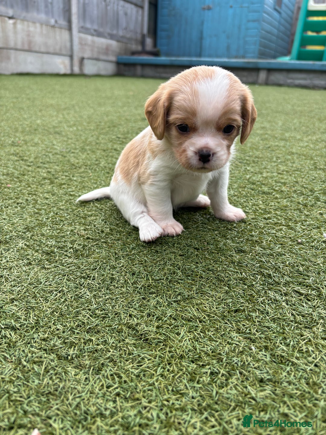 Dogs Puppies Gumtree King Charles Spaniel Cavalier King Brittany