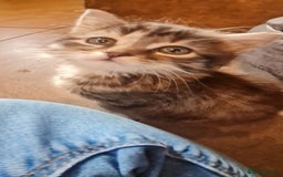 Mixed Breed cats for sale:  2 fluffy female kittens  - Image 5