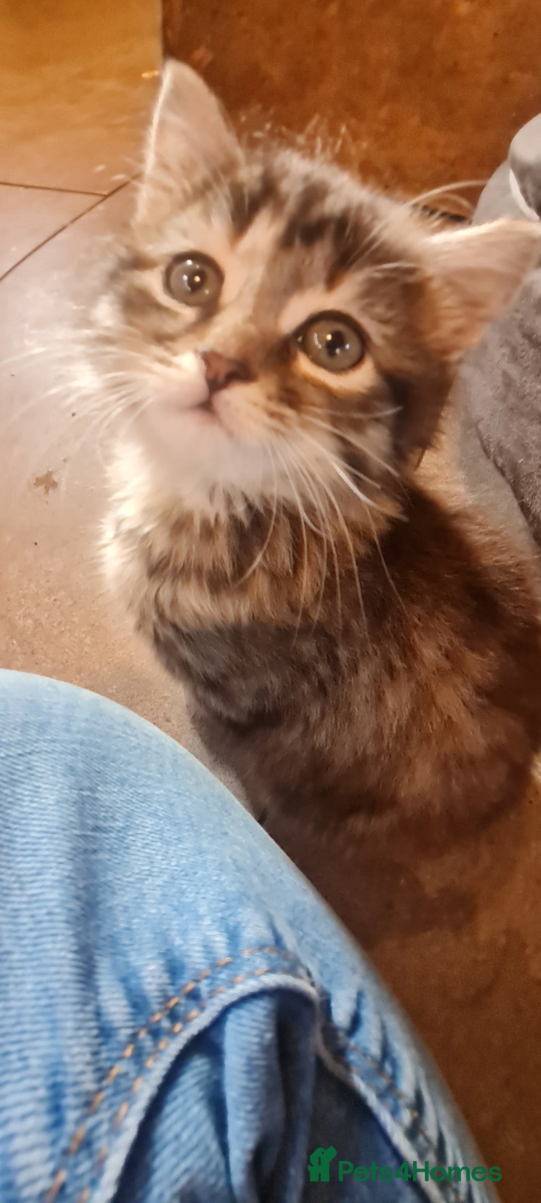 Mixed Breed cats for sale:  2 fluffy female kittens  - Image 5