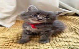 Maine Coon cats for sale: Cream pedigree mainecoon kitten  - Advert 3