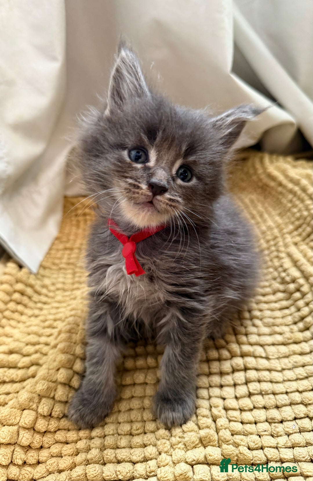 Maine Coon cats for sale: Cream pedigree mainecoon kitten  - Advert 3