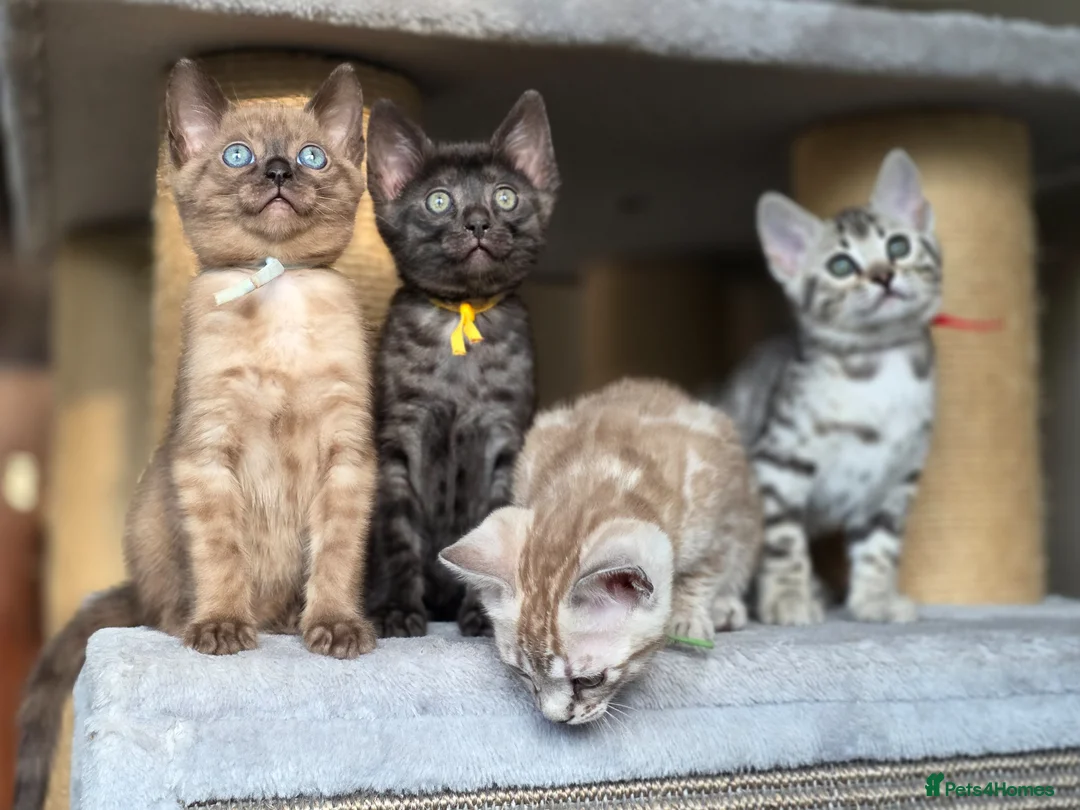 Bengal cats for sale: Gorgeous Health Tested Bengals  in Congleton - Advert 1