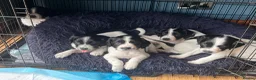 English Springer Spaniel dogs for sale: Springer spaniel puppies in St Andrews - Advert 1