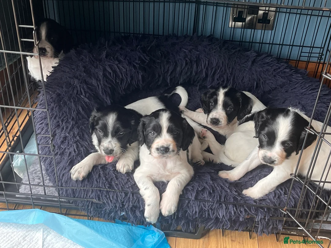 English Springer Spaniel dogs for sale: Springer spaniel puppies in St Andrews - Advert 1