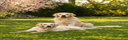 Golden Retriever dogs for sale: KC Registered Golden Retriever Puppies - Advert 9