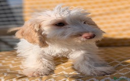 Cockapoo dogs for sale: Licensed breeder, health tested F1 cockapoos in Rugby - Image 15