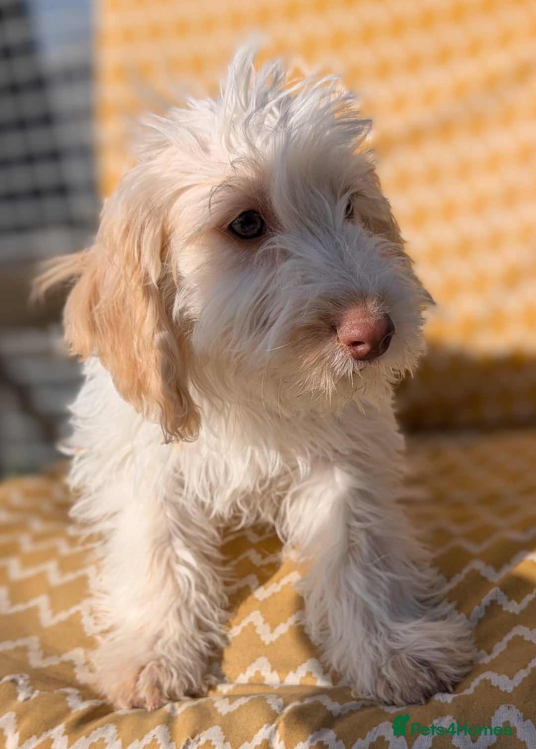 Cockapoo dogs for sale: Licensed breeder, health tested F1 cockapoos in Rugby - Image 15