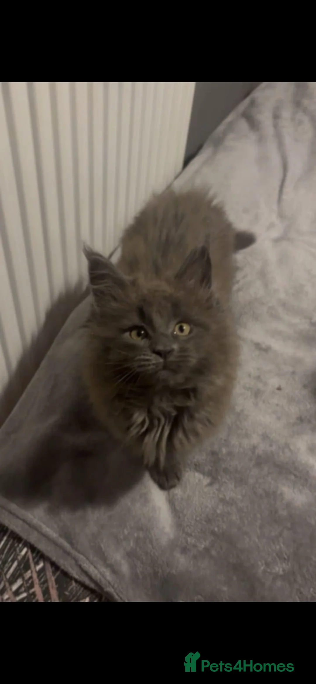 Maine Coon cats for sale: Maine coon Kittens  in Nottingham - Advert 2
