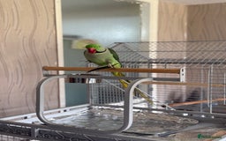 Parrots birds for sale: Alexandrine Parrot  - Image 3