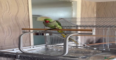 Parrots birds - Advert 10