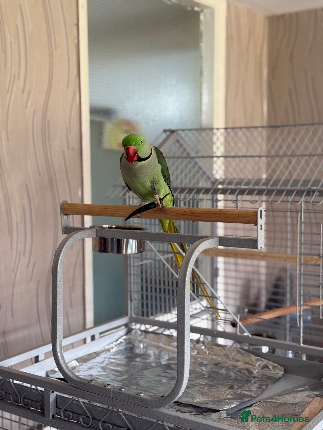 Parrots birds for sale: Alexandrine Parrot  - Image 3