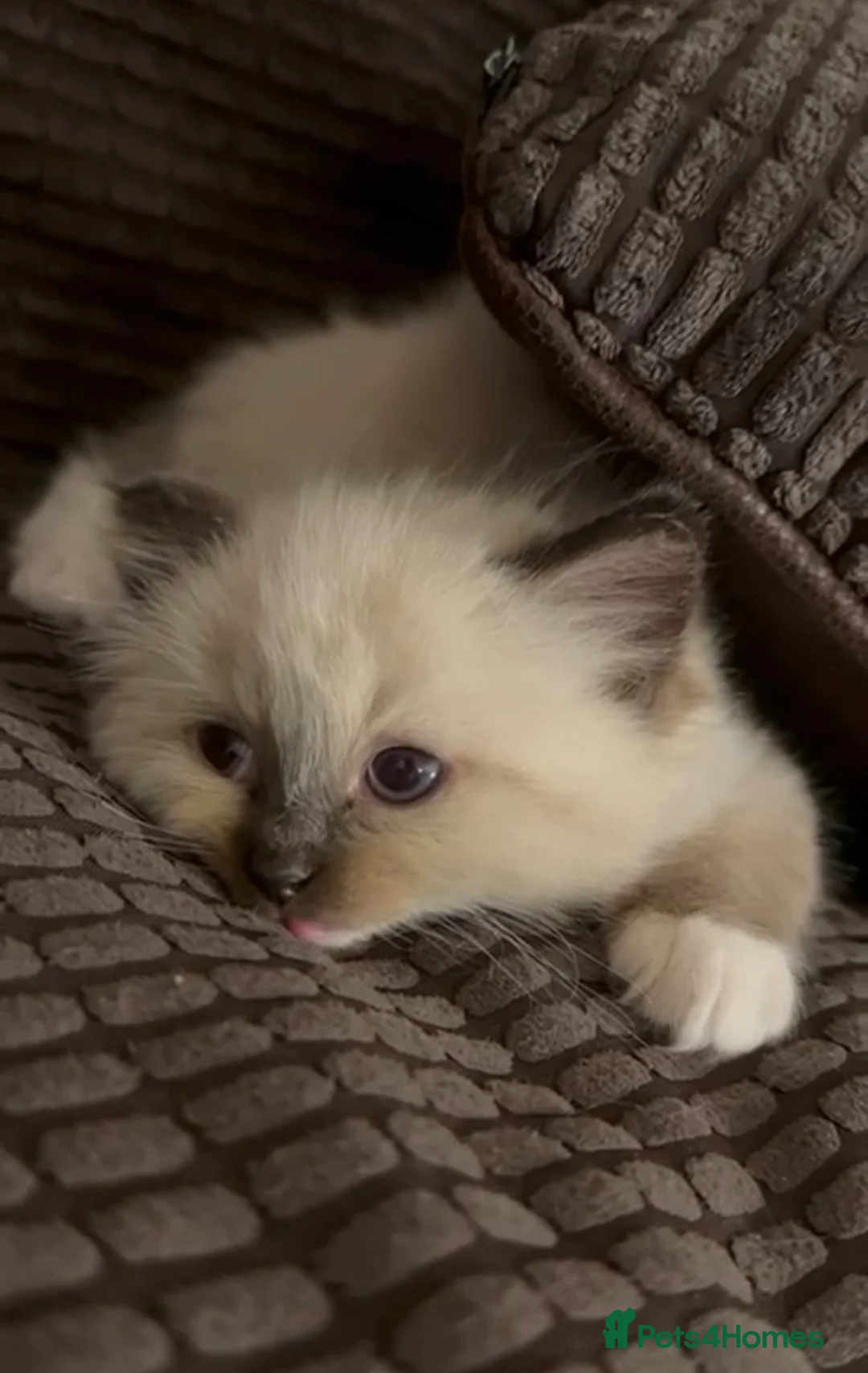 Ragdoll cats for sale: One boy available  - Advert 2