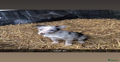 Border Collie dogs Collie cross blue merle pups - Advert 4