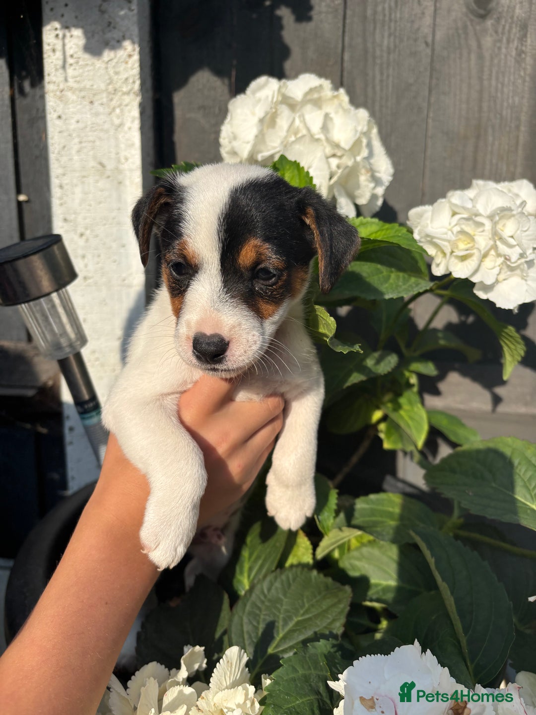 Jack Russell dogs for sale: 1 beautiful Jack Russell boy pup left   - Image 5