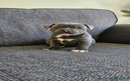 Staffordshire Bull Terrier dogs for sale: Blue&white and white&blue staffie pups - Image 16