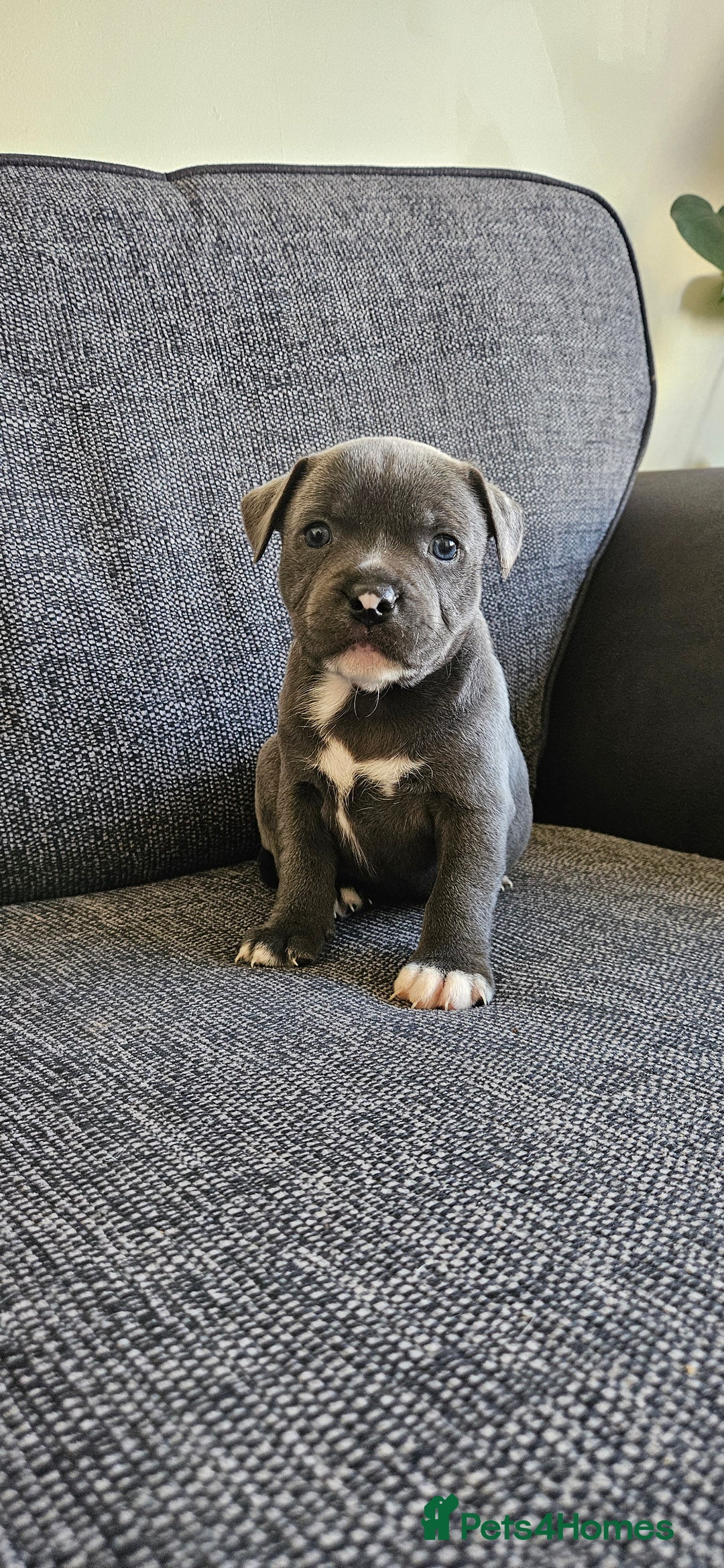 Staffordshire Bull Terrier dogs for sale: Blue&white and white&blue staffie pups - Image 16
