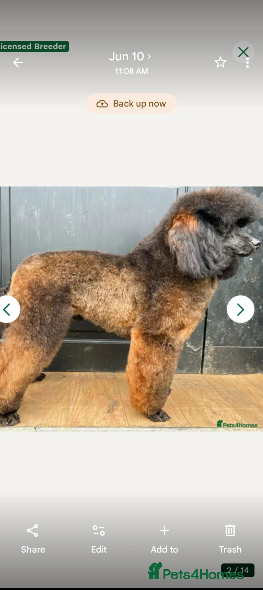 Miniature Poodle dogs for sale: WAITING LIST scan shows 6  - Advert 10