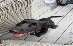 Springador dogs for sale: Reggie the Springador - Image 8