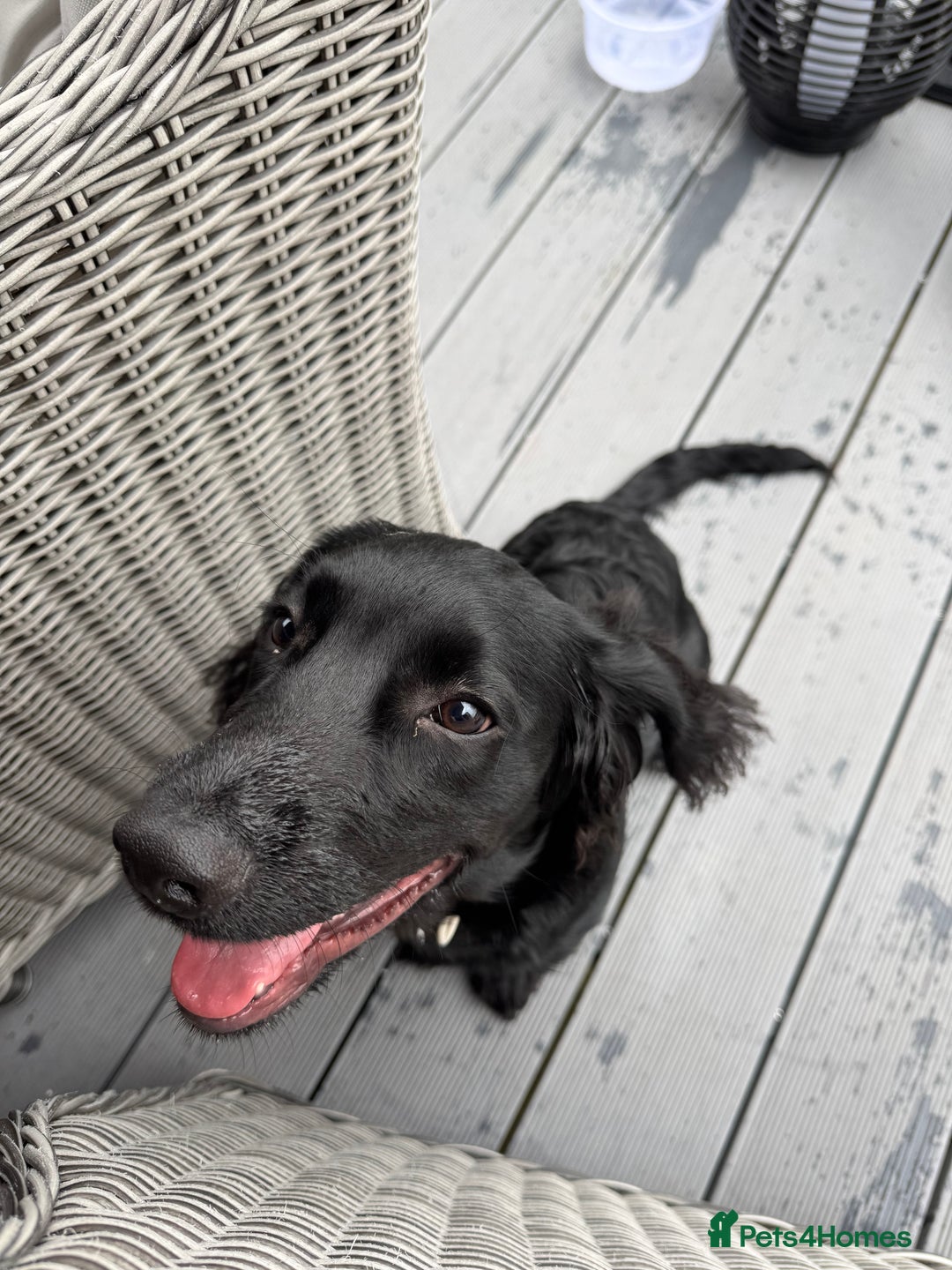 Springador dogs for sale: Reggie the Springador - Image 8