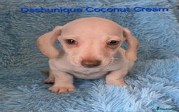 Miniature Dachshund dogs for sale: Rainbow Litter KC REG mini Daxi  - Image 10