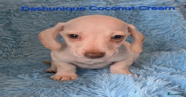 Miniature Dachshund dogs - Advert 10