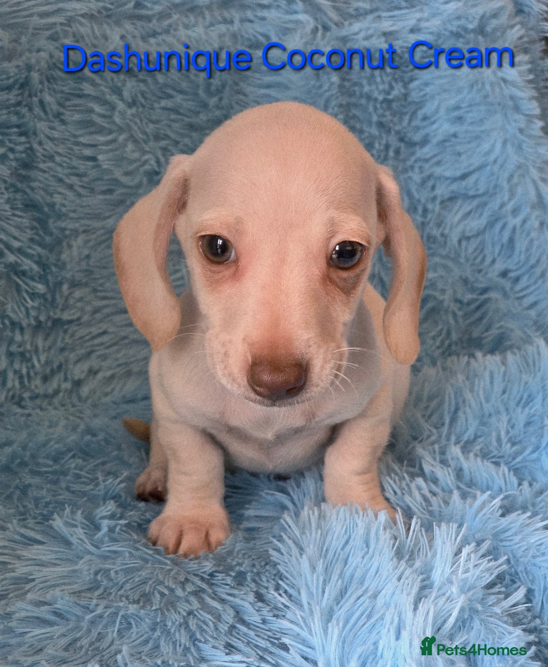 Miniature Dachshund dogs for sale: Rainbow Litter KC REG mini Daxi  - Image 10