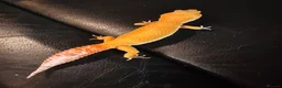 Leopard Gecko reptiles for sale: Leopard gecko  - Advert 5