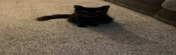 Mixed Breed cats for sale: 2 kittens looking for a forever home in Coventry - Advert 7