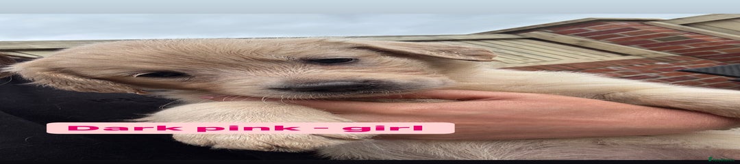Golden Retriever dark pink