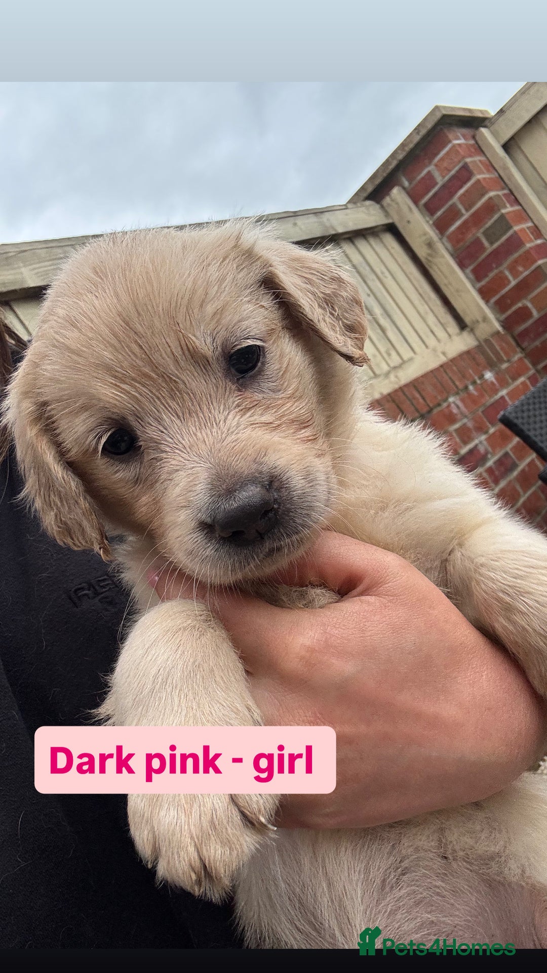 Golden Retriever dogs for sale: Golden retriever X Goldador puppies - Image 18
