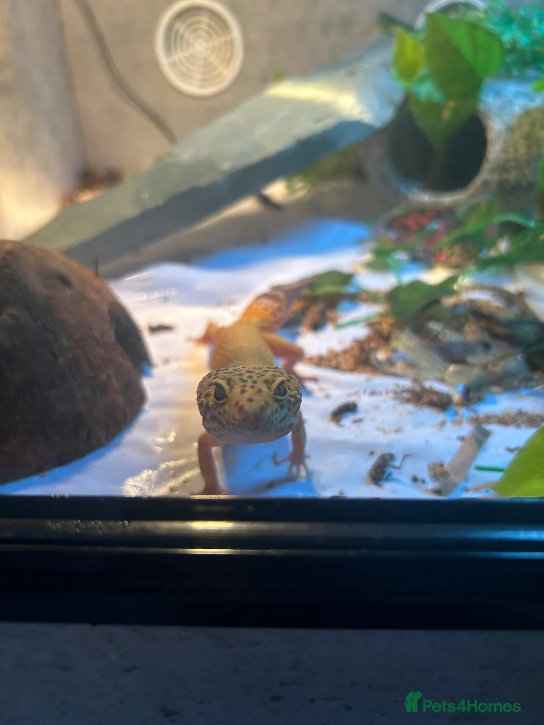 Gecko reptiles for sale: Leopard gecko and full set up  - Advert 6