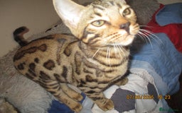 Bengal cats for sale: pedigree male bengals - Image 3
