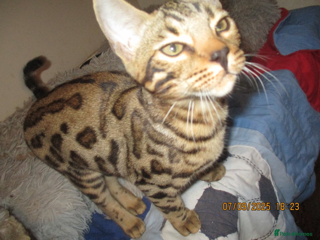 Bengal cats for sale: pedigree male bengals - Image 3