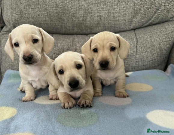 Miniature Dachshund dogs Adorable Home-Reared Miniature Dachshund Puppies ! - Advert 1