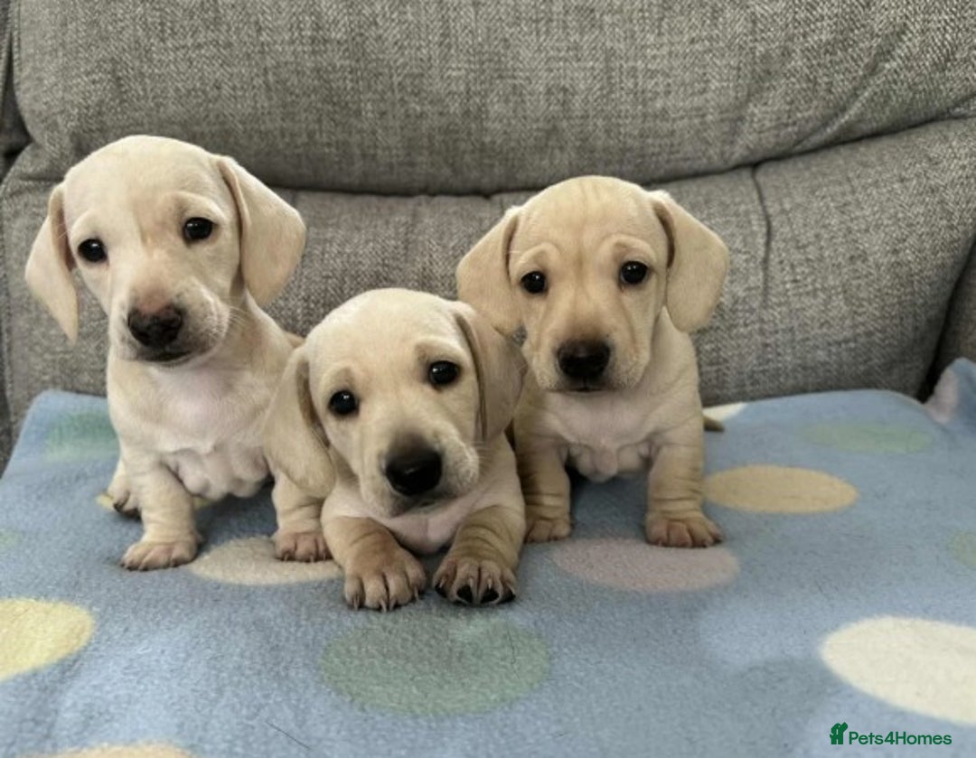 Miniature Dachshund dogs for sale: Adorable Home-Reared Miniature Dachshund Puppies ! - Advert 1