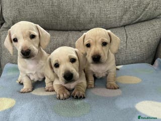 Miniature Dachshund dogs Adorable Home-Reared Miniature Dachshund Puppies ! - Advert 1