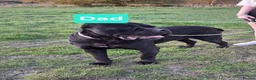 Cane Corso dogs for sale: Stunning cane corso pups - Advert 12