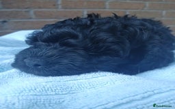 Cockapoo dogs for sale: READY NOW 5* F2B Merle Cockapoos - Image 9
