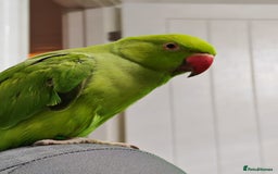 Parakeets birds for sale: Indian ringnecks babies with DNA  - Image 6