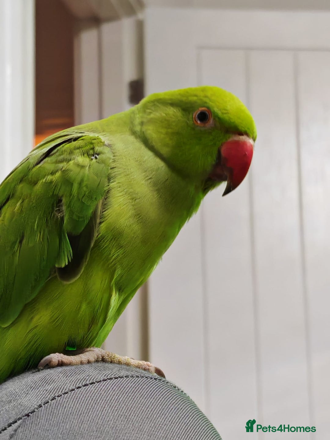 Parakeets birds for sale: Indian ringnecks babies with DNA  - Image 6