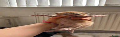 Boy 4