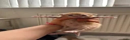 Mixed Breed cats for sale: 6 Adorable Male Kittens – 2 Ginger & 4 Beige in Doncaster - Advert 8