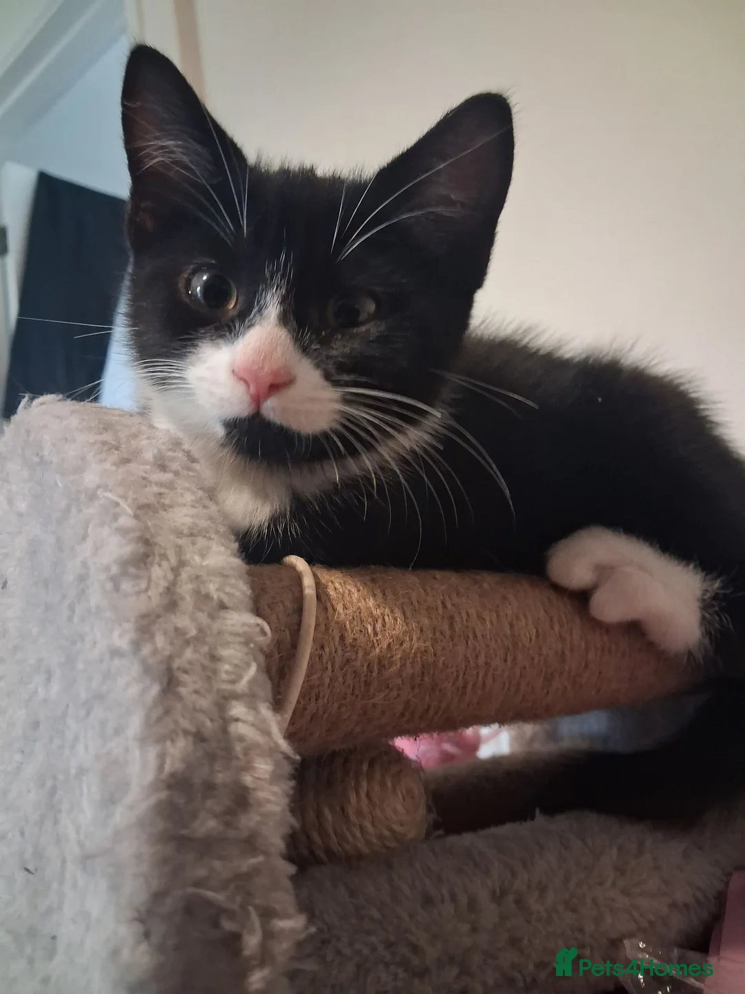 Mixed Breed cats for sale: Beautiful.cuddly and playful mixed kittens  - Advert 2