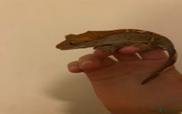 Gecko reptiles for sale: Crested gecko  - Image 2